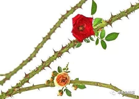 玫瑰為什麼有刺 帶金的好處